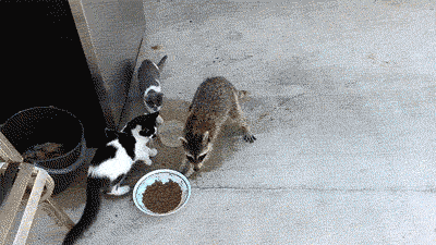 Raccoon-Steals-Cat-Food